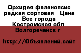 Орхидея фаленопсис редкая сортовая › Цена ­ 800 - Все города  »    . Костромская обл.,Волгореченск г.